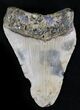 Bargain Megalodon Tooth - North Carolina #28494-1